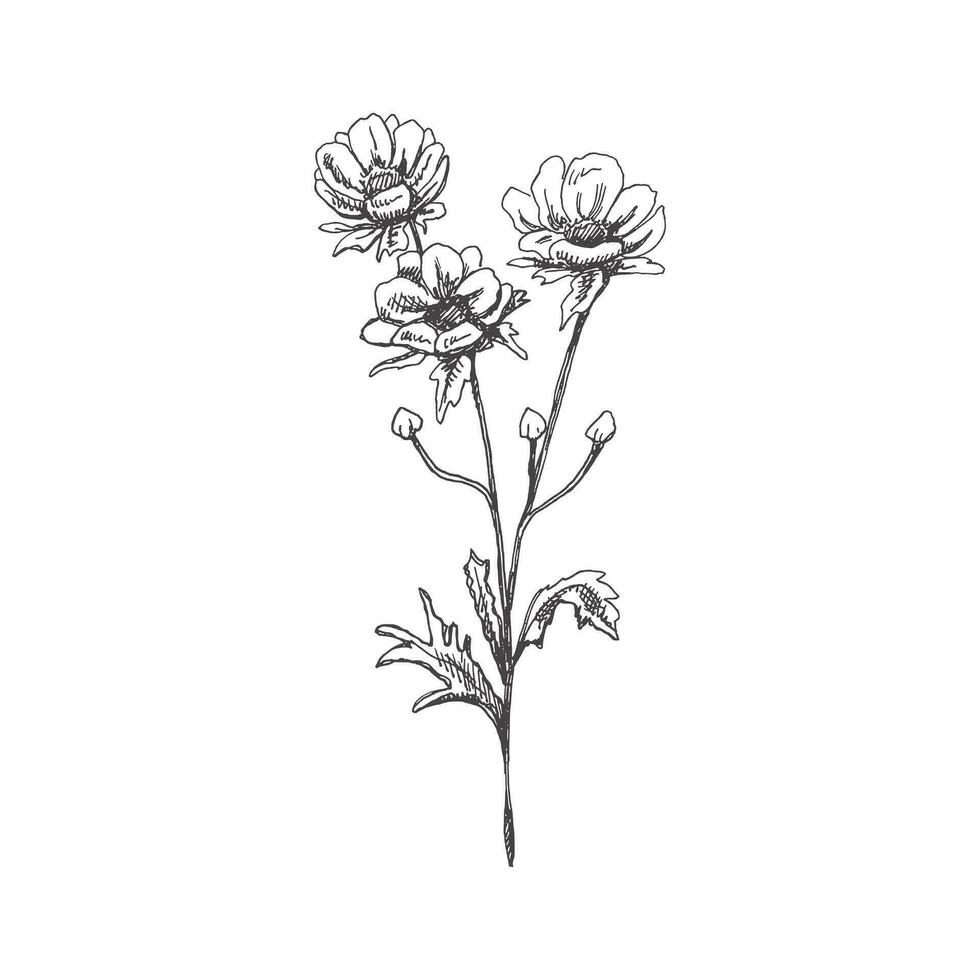 Hand drawn anemone sketch.  Monochrome flower doodle. Black and white vintage element. Vector sketch. Detailed retro style.