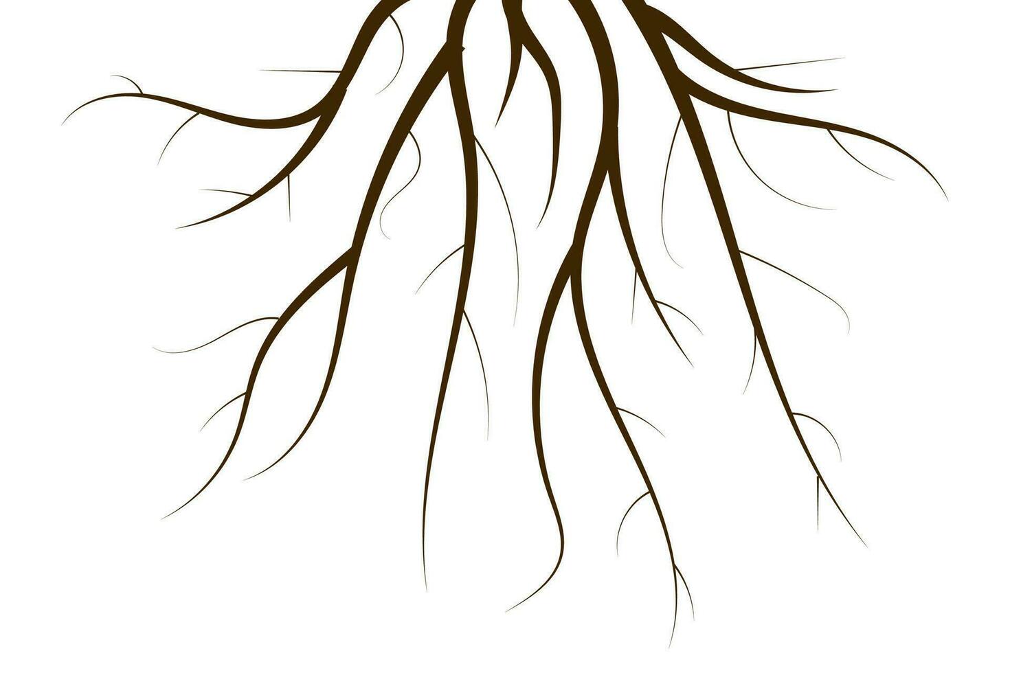 Tree Root Isolated on white background. Vector outline Illustration. Plant and Garden.