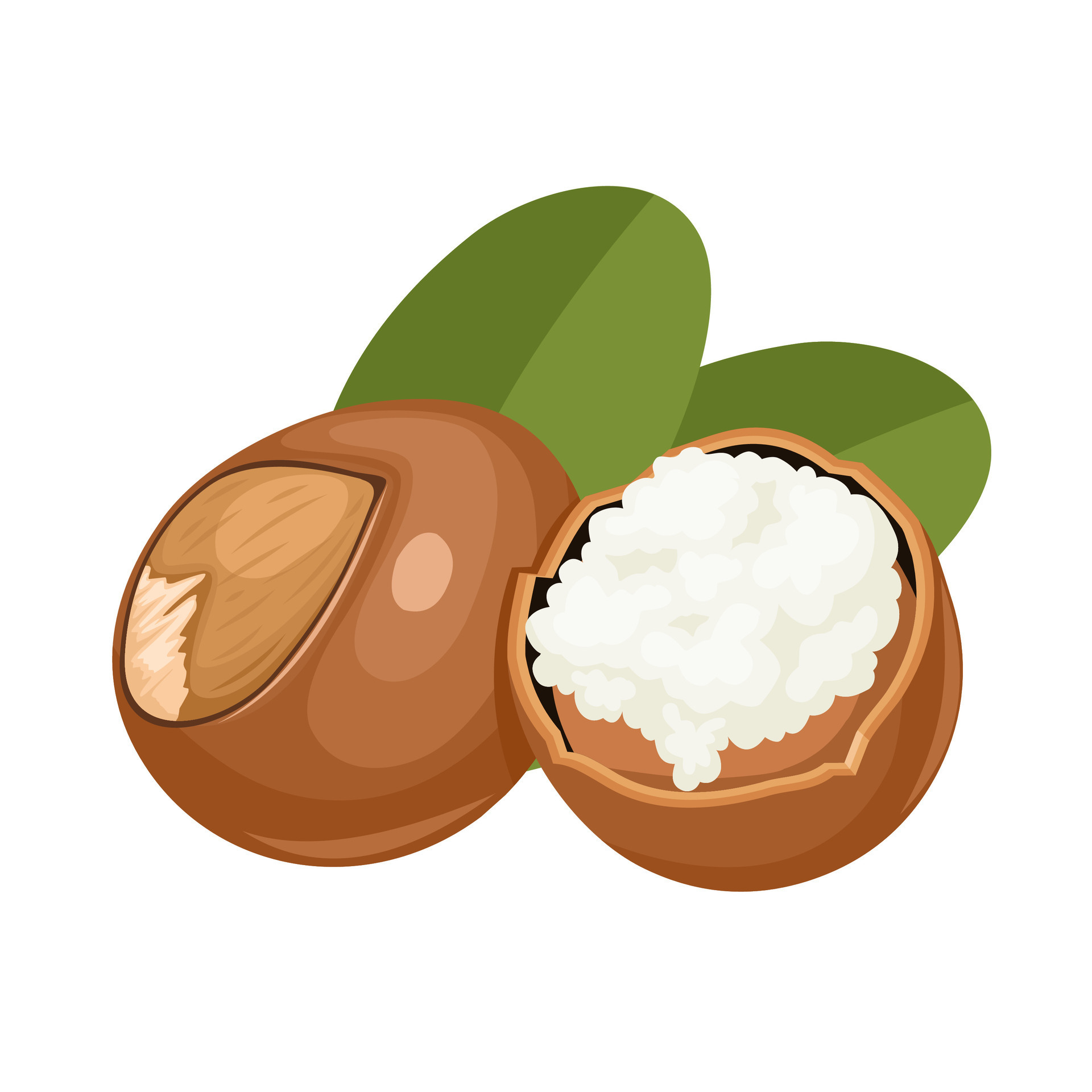 Vector illustration, shea butter, isolated on white background