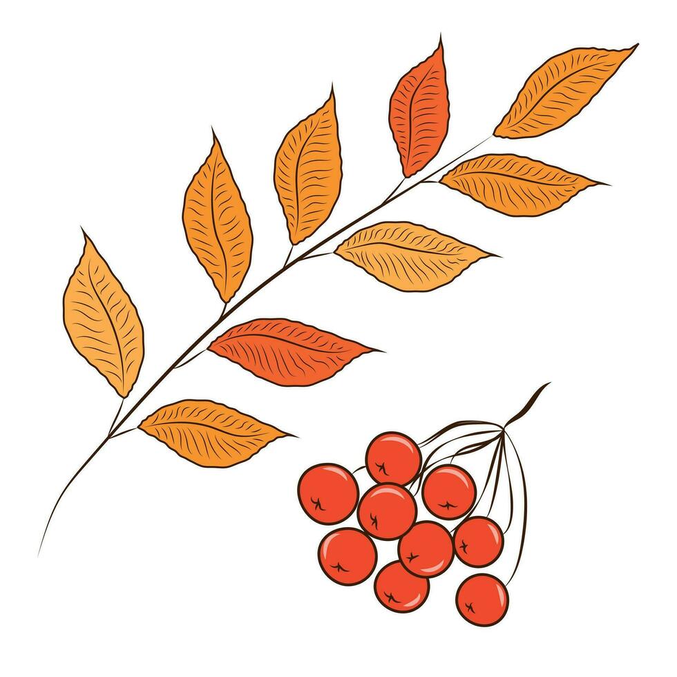 Cute clipart in autumn style with a rowan vector