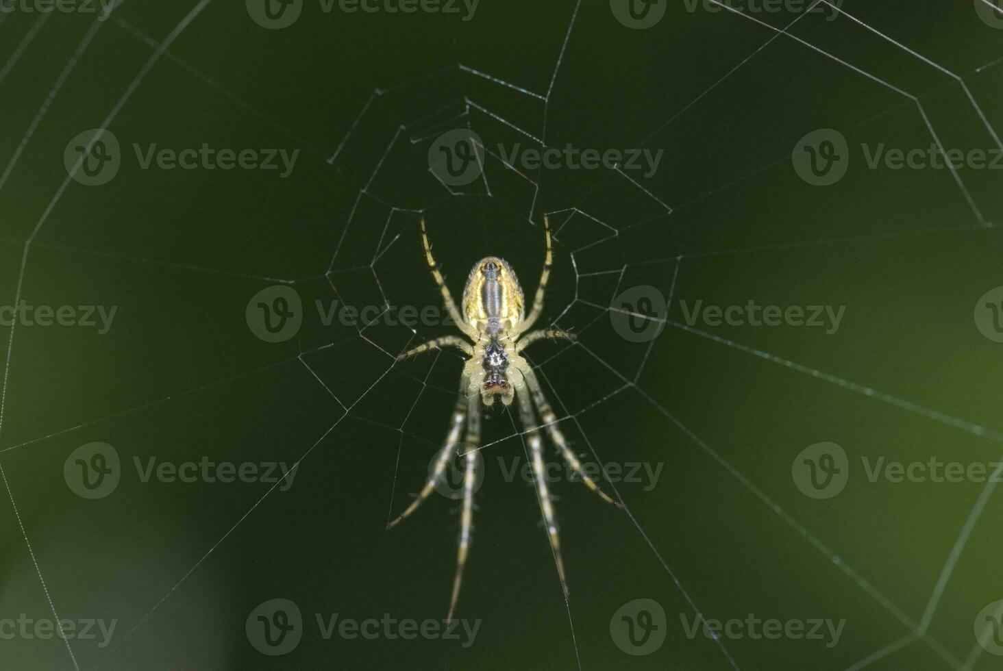 big spider on cobweb on green background in summer day photo