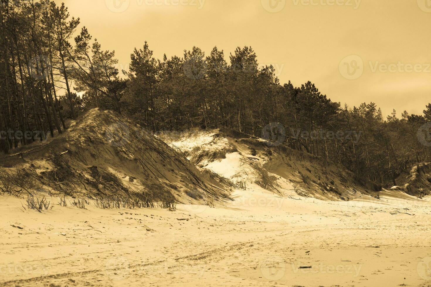natural seaside landscape from the Baltic Sea beach with white sand dunes and pine trees growing on them photo