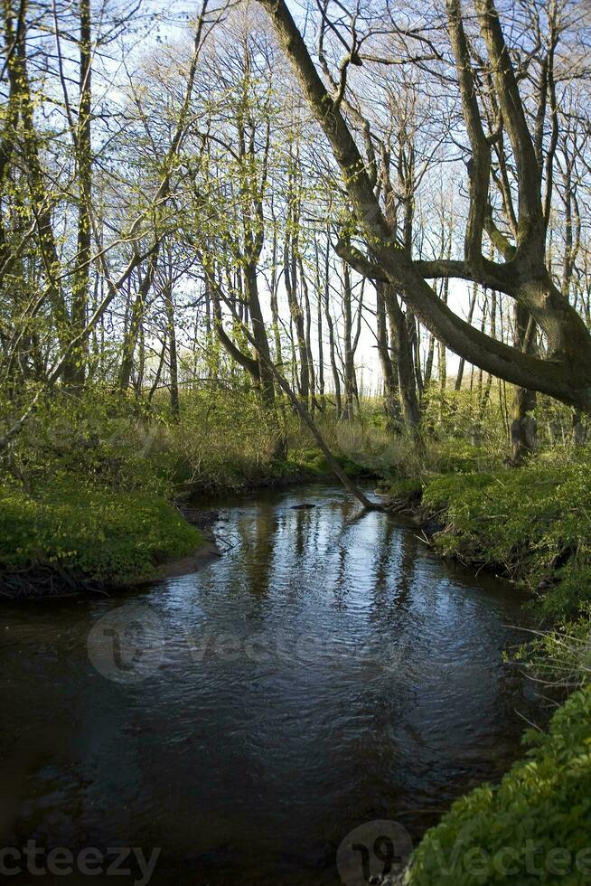 spring landscape with river and trees in the forest photo
