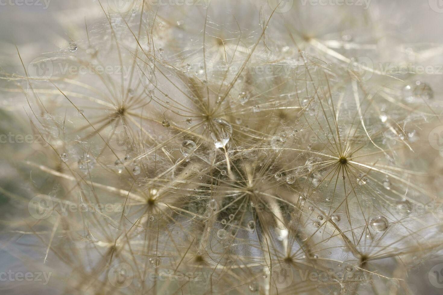closeup background on a delicate dandelion with drops of summer dew photo