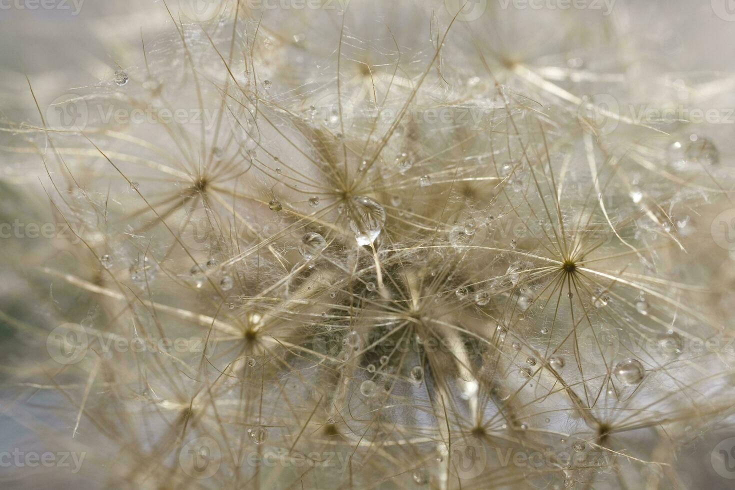 de cerca antecedentes en un delicado diente de león con gotas de verano Rocío foto