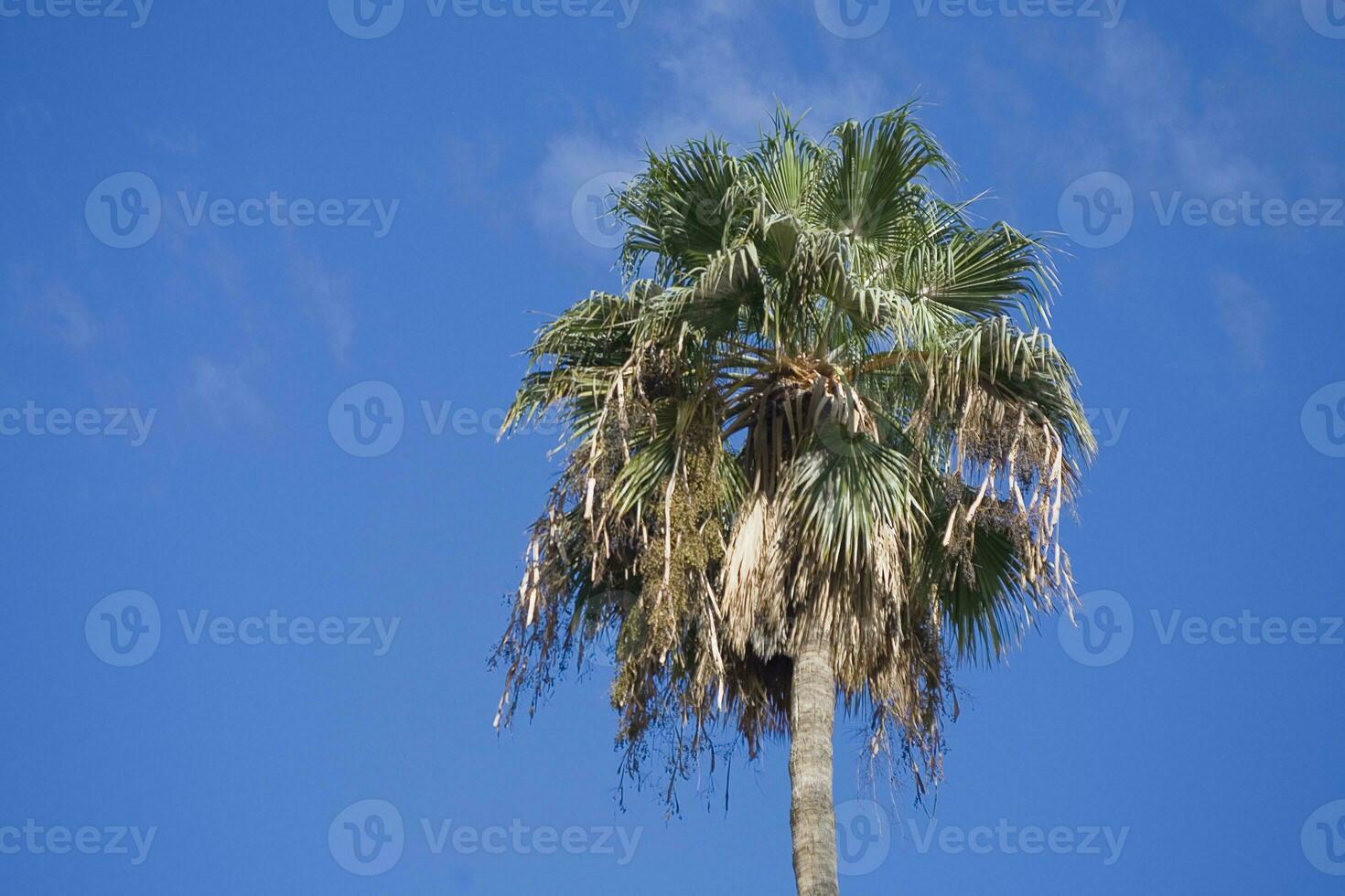 exotic palm tree with green leaves on a background of blue sky on a sunny hot day, photo