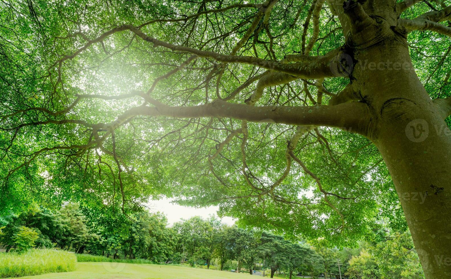 Green tree at golf course of hotel or resort. Fresh environment. Green plant give oxygen. Tree with green leaves capture carbon dioxide in the air. Luxury and tranquility at golf course hotel. photo