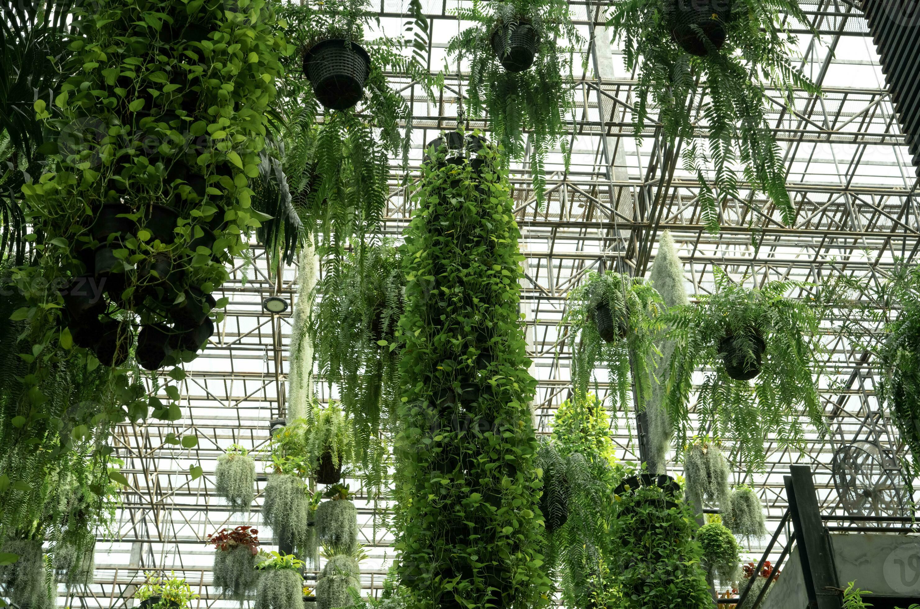 Green ornamental plant in hanging baskets. Plants in hanging pot