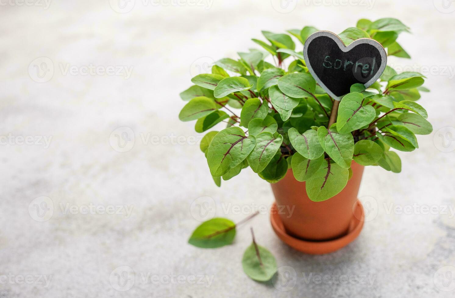 A pot with fresh sorrel microgreens photo