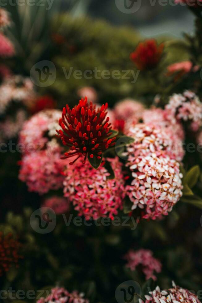 Exotic fresh tropical red pink flowers growing in wildlife. Summer beautiful plant photo