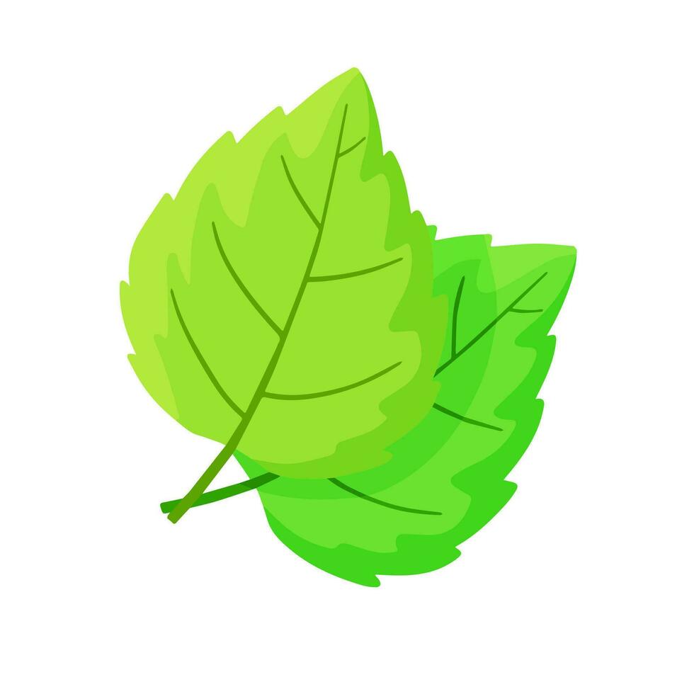 Mint leaf. Cool spice. Refreshment and freshness. Green part of the plant. Flat cartoon illustration vector