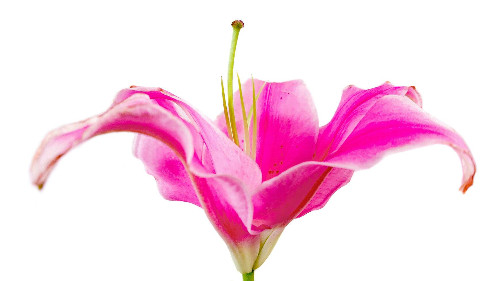 pink lilies on a white background photo