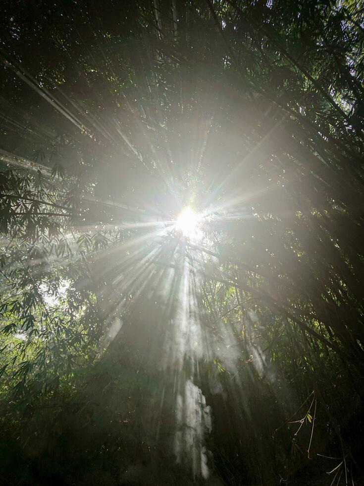 bambú bosque con luz de sol desde Entre el ramas foto