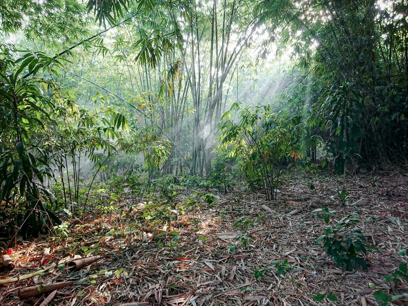 bamboo forest with sunlight from between the branches photo