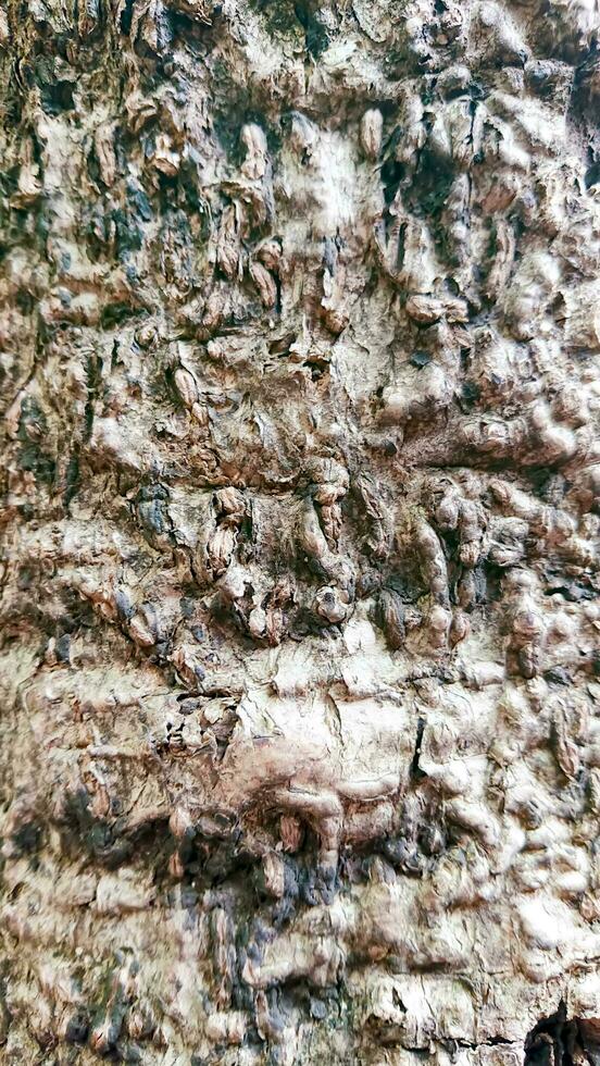 bark texture with bright light photo