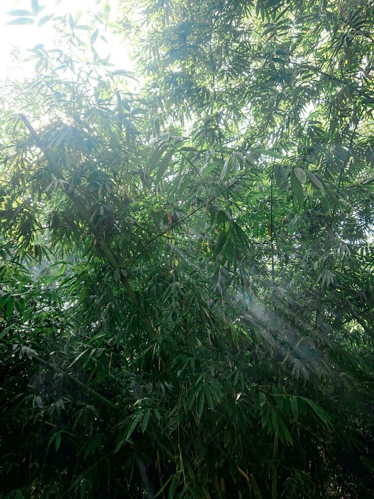 bamboo forest with sunlight from between the branches photo