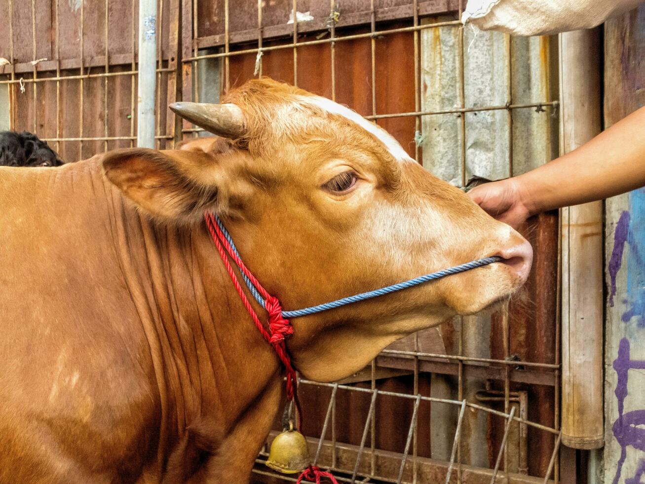 the brown cow is being tied to the fence photo