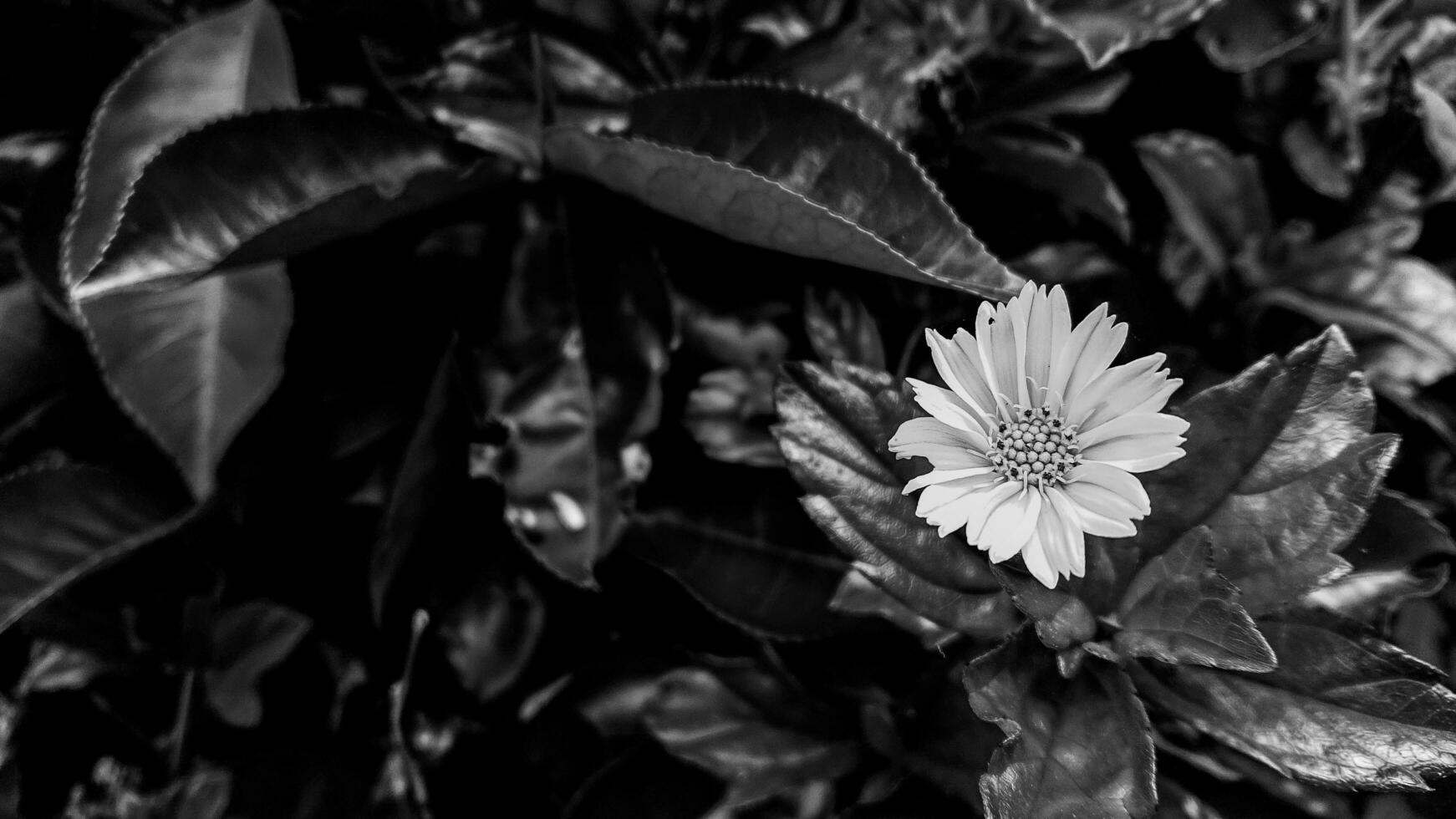 small yellow flower in the garden photo