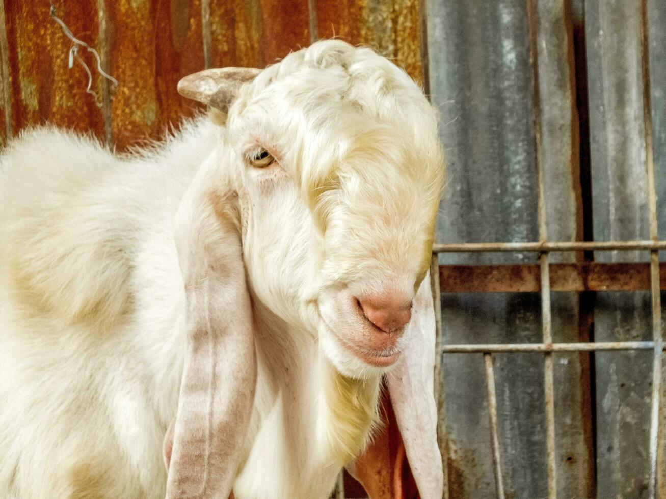 white goat on the farm photo