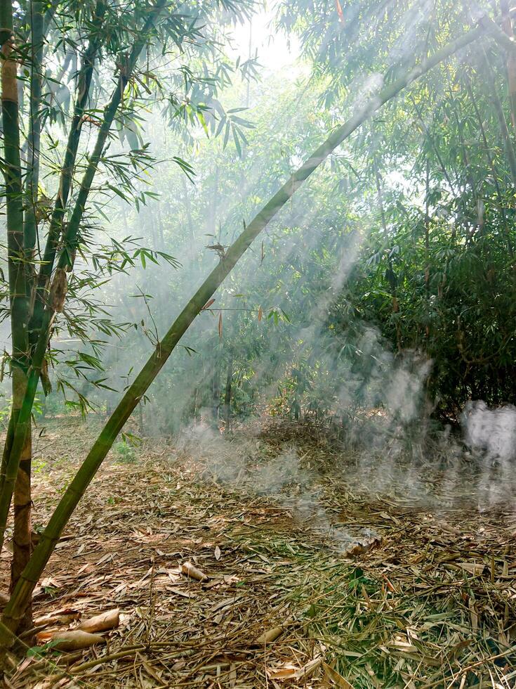 bamboo forest with sunlight from between the branches photo