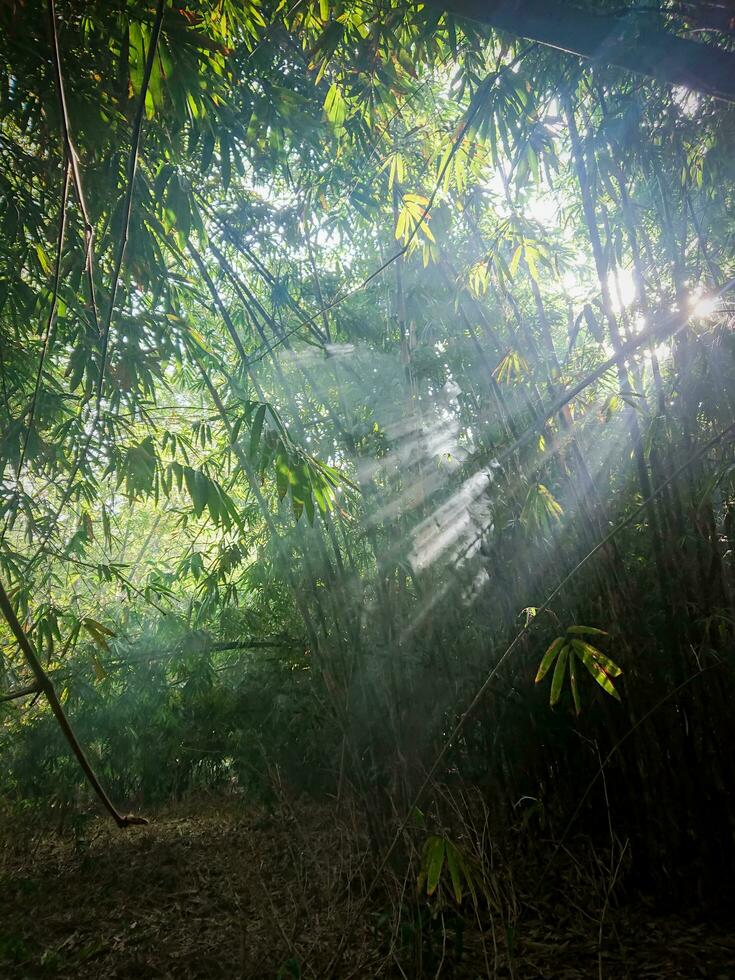 bamboo forest with sunlight from between the branches photo