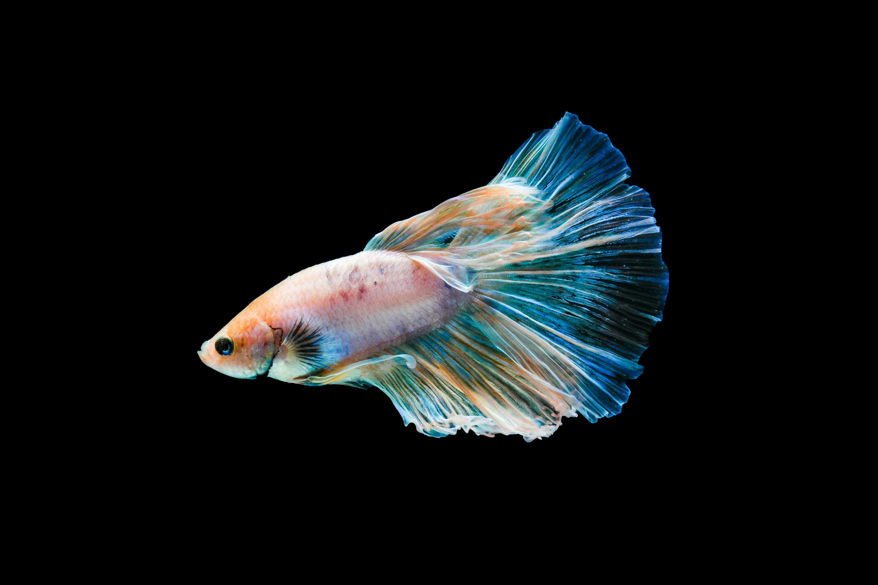 Halfmoon Betta Fish