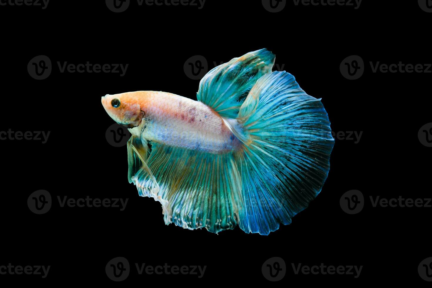 Bright blue halfmoon betta fish swimming beautifully, isolated on black background photo