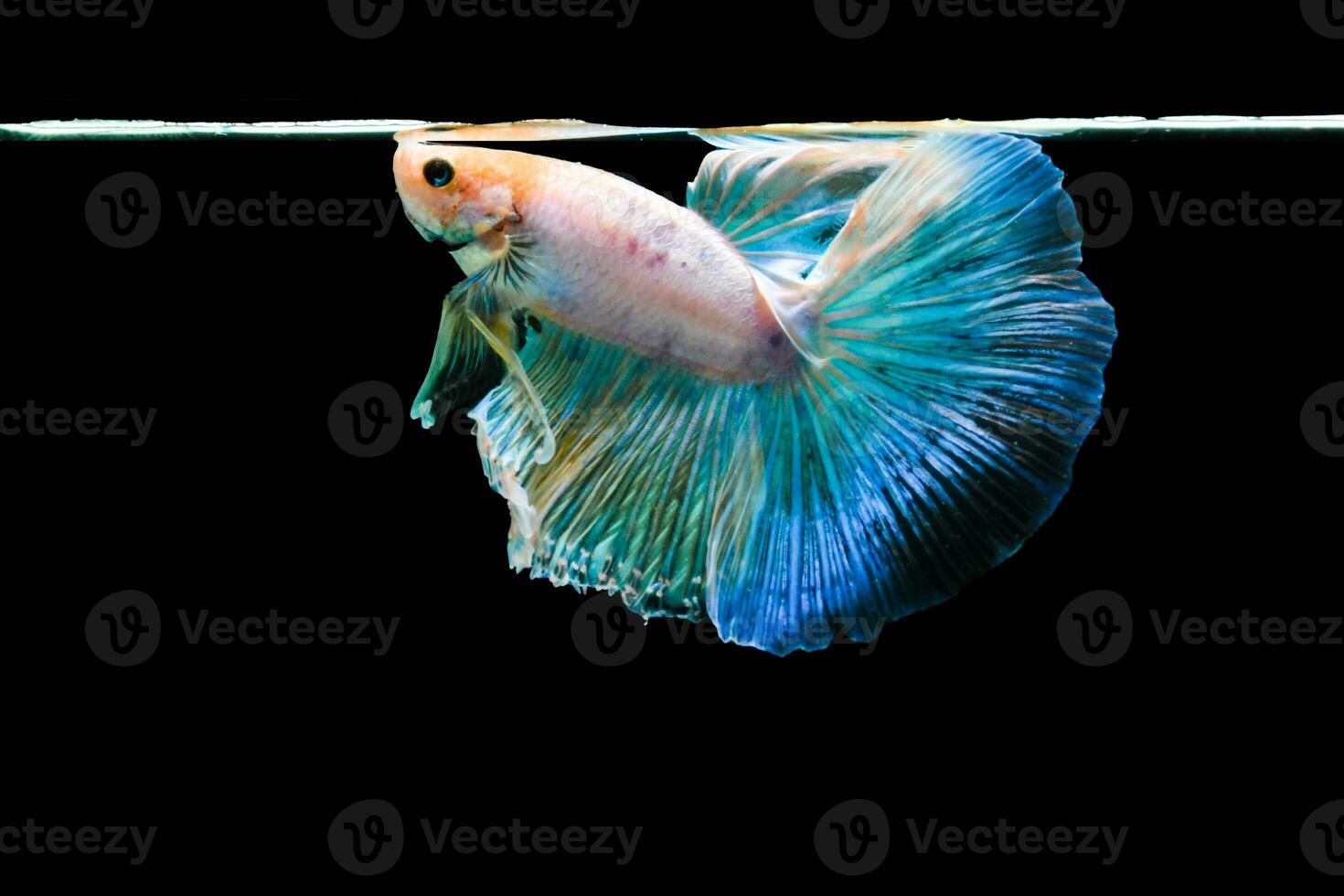 Bright blue halfmoon betta fish swimming beautifully, isolated on black background photo