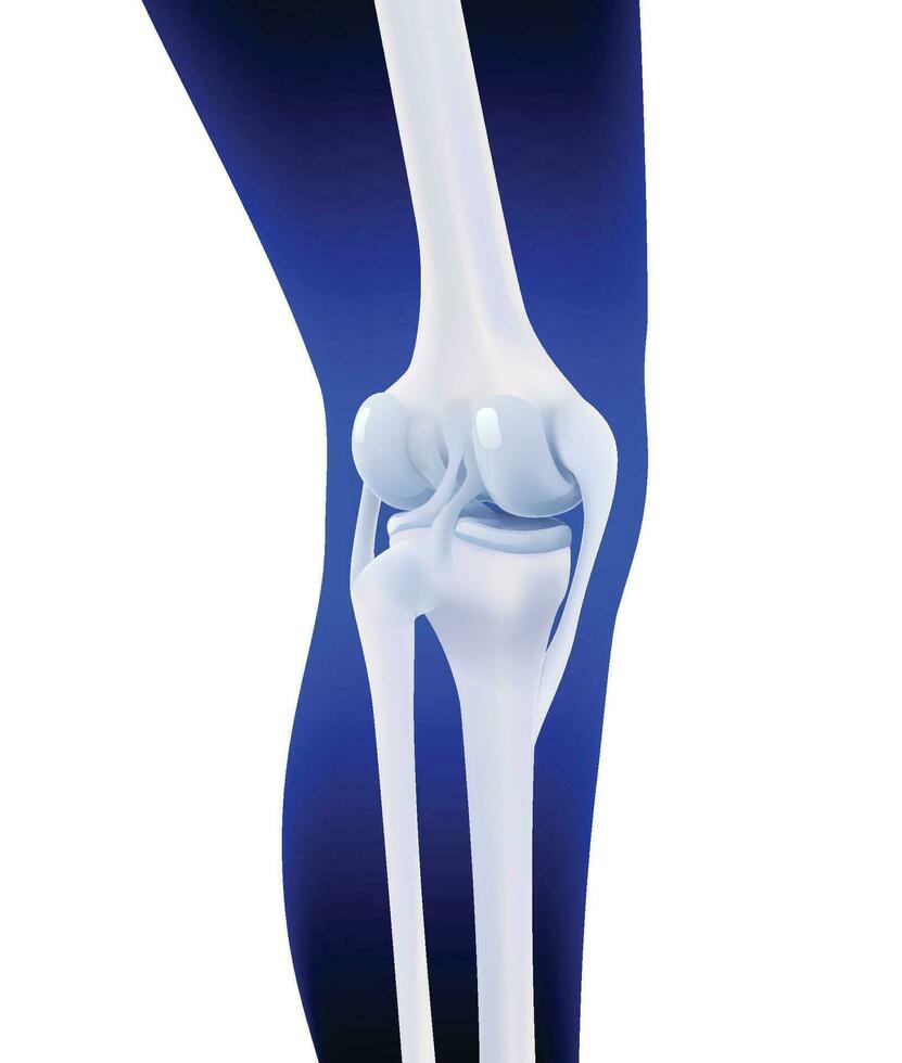 3D illustration of posterior ligament of human knee bone on dark blue leg silhouette background. vector