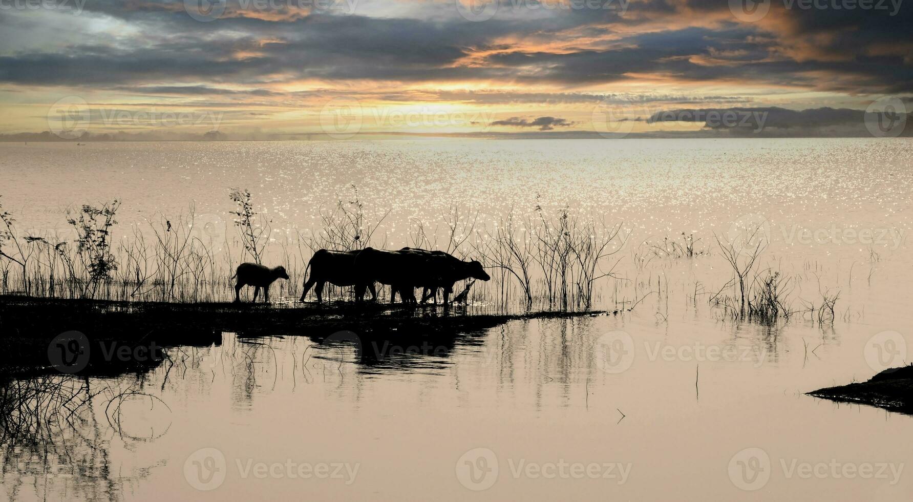 silhouette evening life with horizon by lake photo