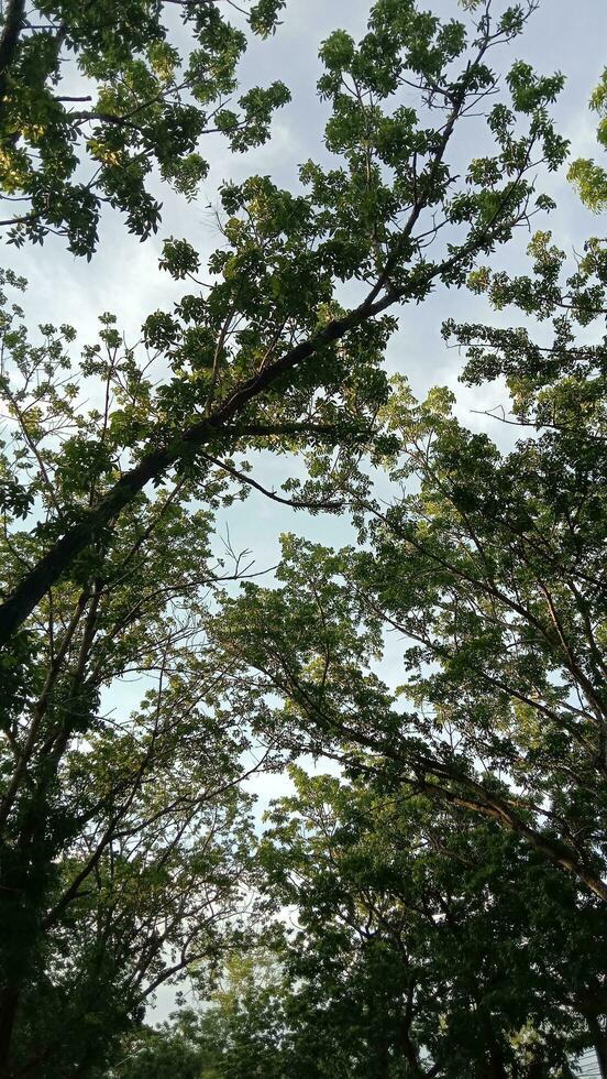 verde hojas árbol arbusto naturaleza antecedentes foto