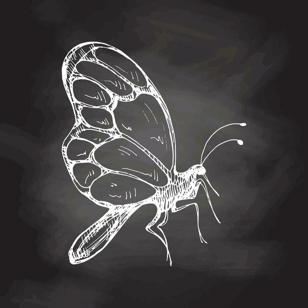 Hand drawn  butterfly sketch. Monochrome insect  doodle on chalkboard background. Black and white vintage element.  Vector sketch. Detailed retro style.