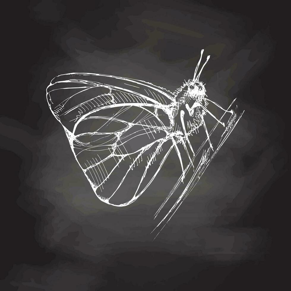 Hand drawn  butterfly sketch. Monochrome insect  doodle on chalkboard background. Black and white vintage element.  Vector sketch. Detailed retro style.