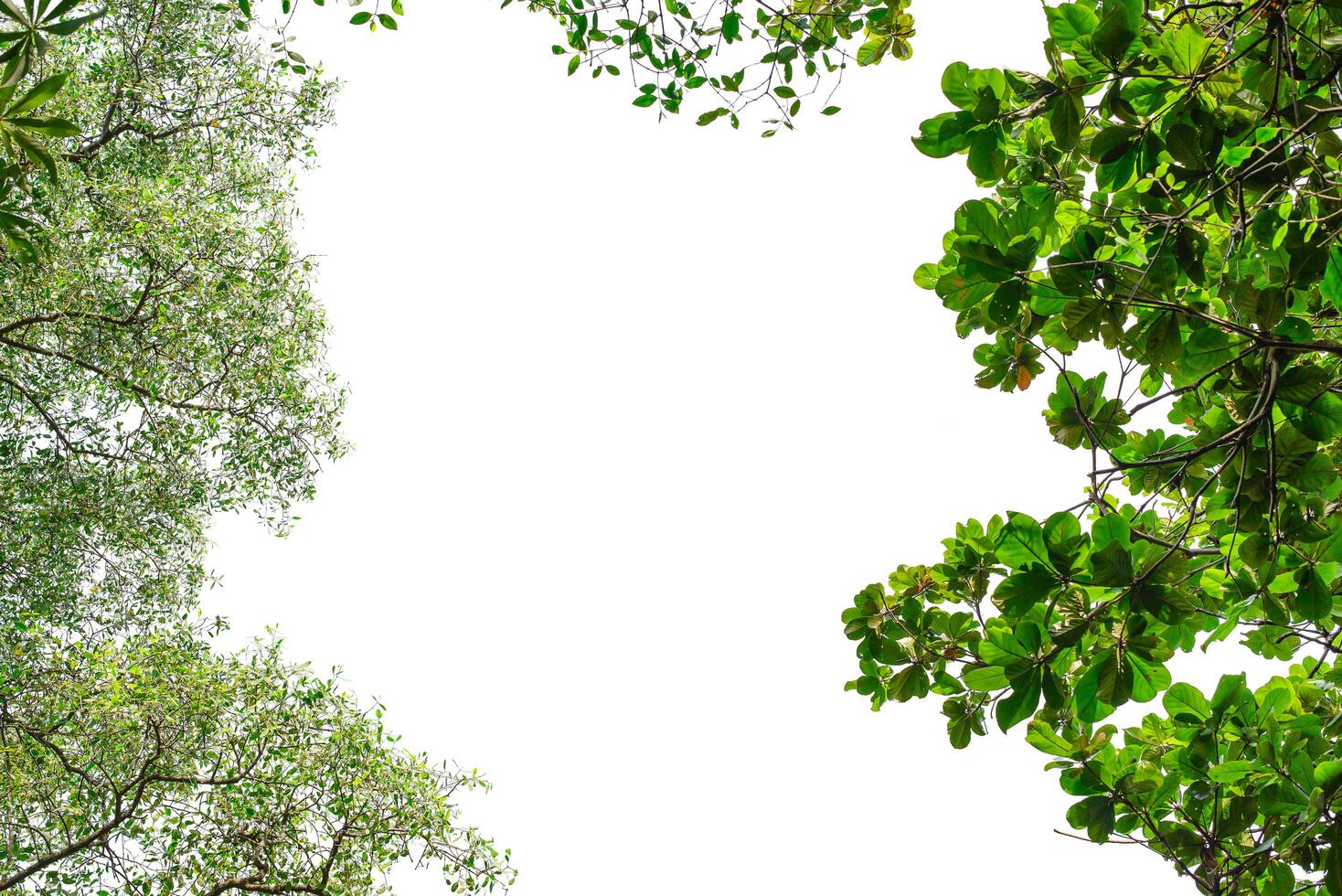 leaf frame on white background photo