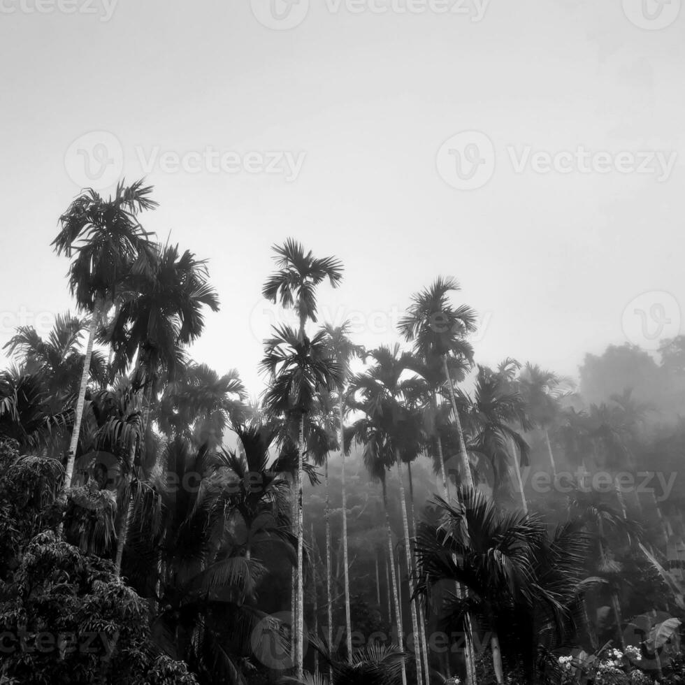 foggy landscape rises from betel trees, an up-view gray sky, with nature black and white background concept. photo