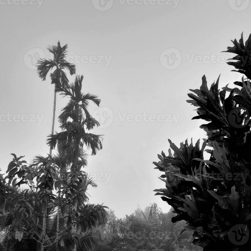 foggy landscape rises from betel trees, an up-view gray sky, with nature black and white background concept. photo