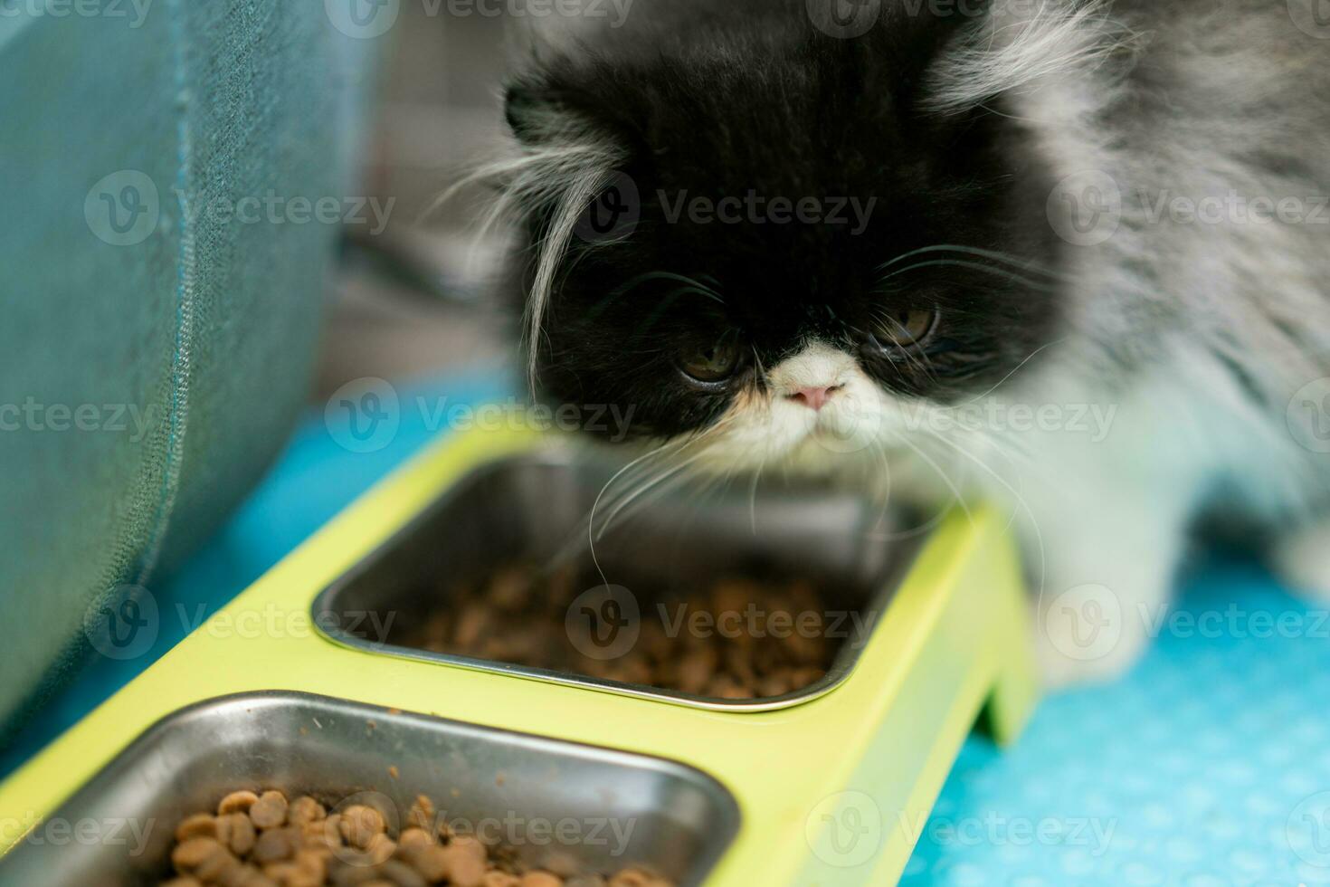 Cute cat eating on floor at home.  Pet concept photo