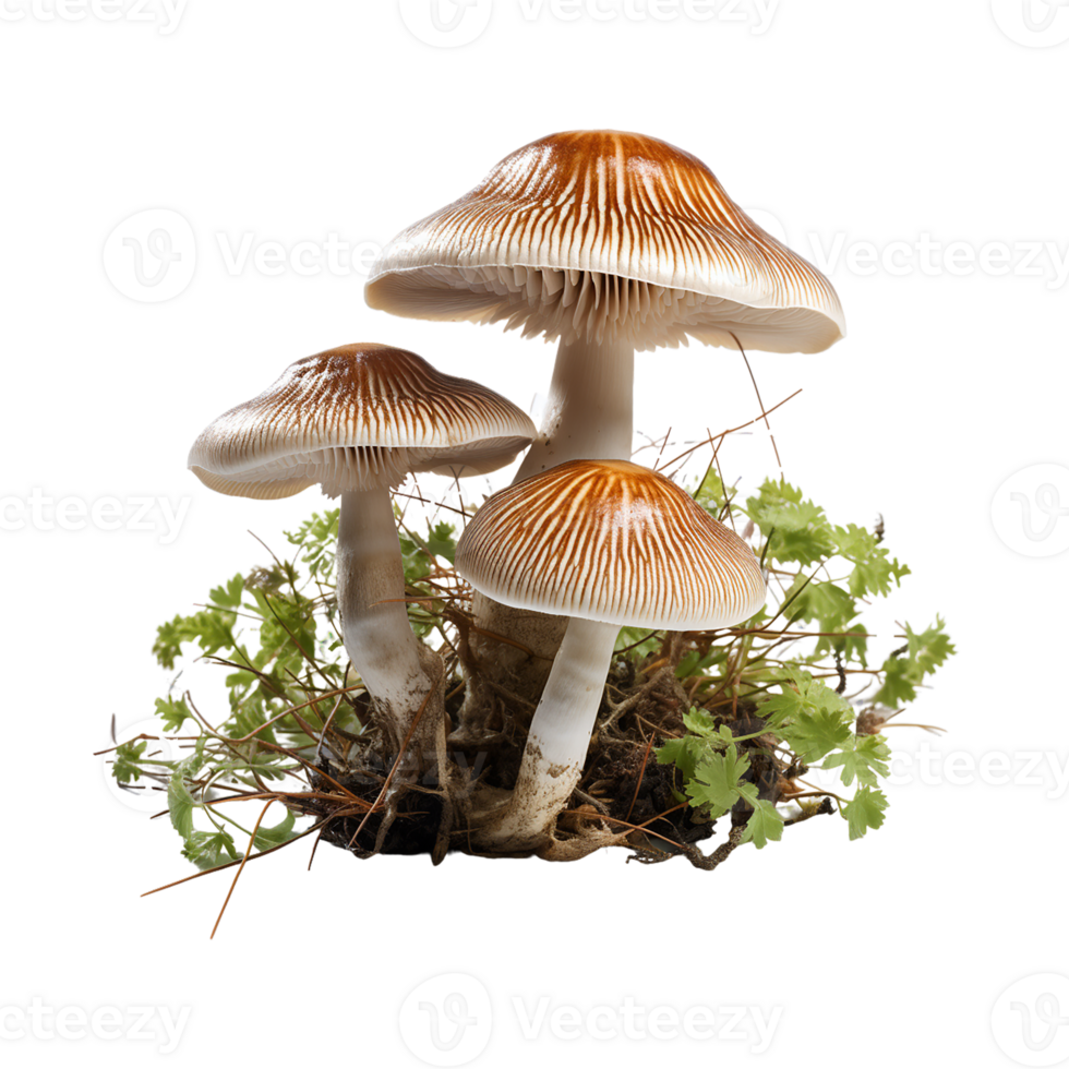 Mushroom Transparent Background AI Generative png