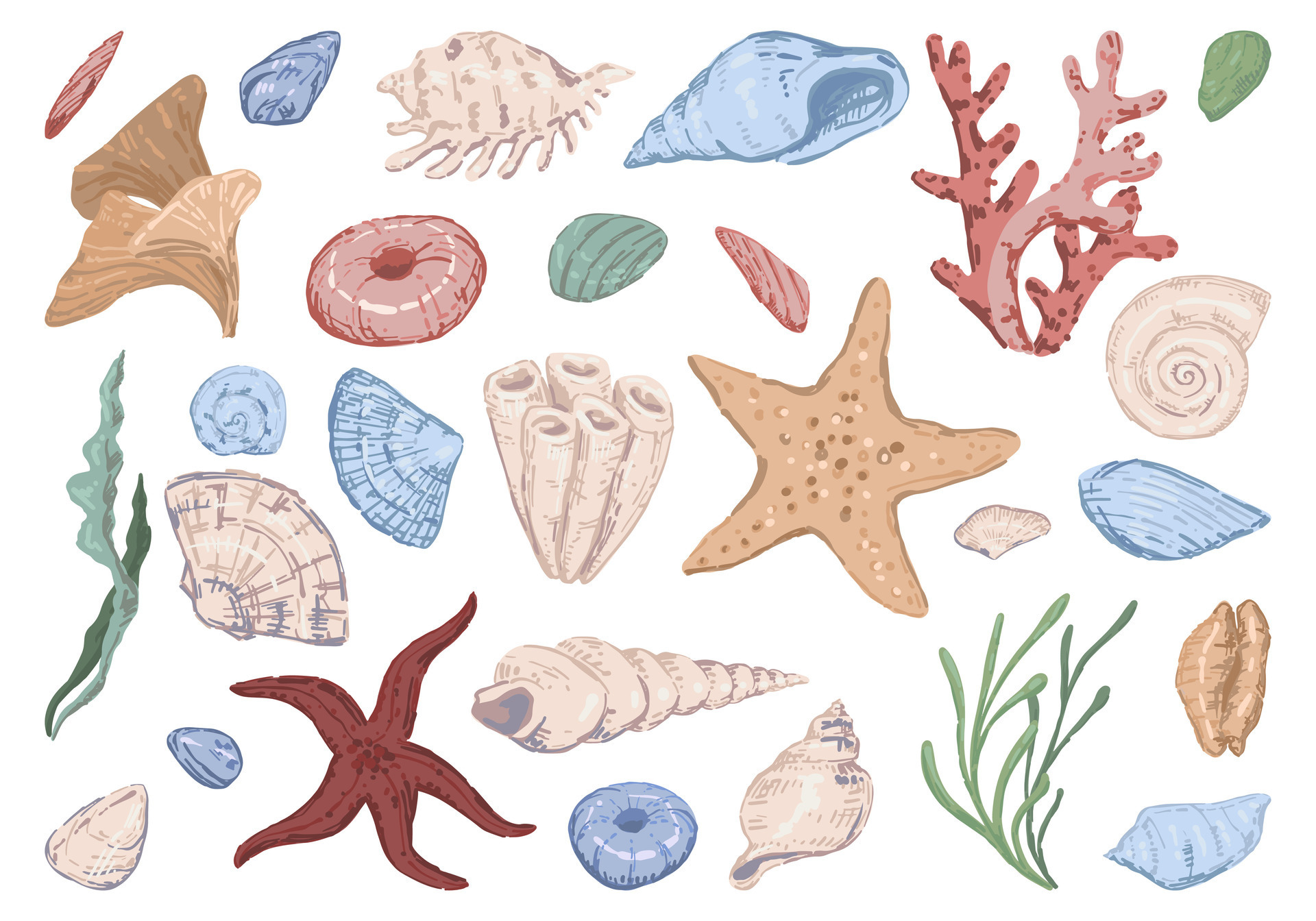 Watercolor seashells, corals and seaweed clipart set