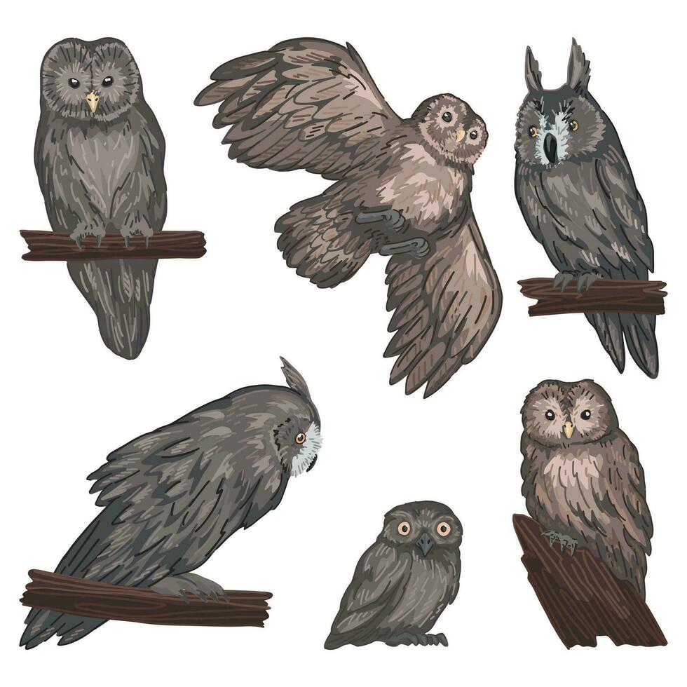 realistic drawing of owls