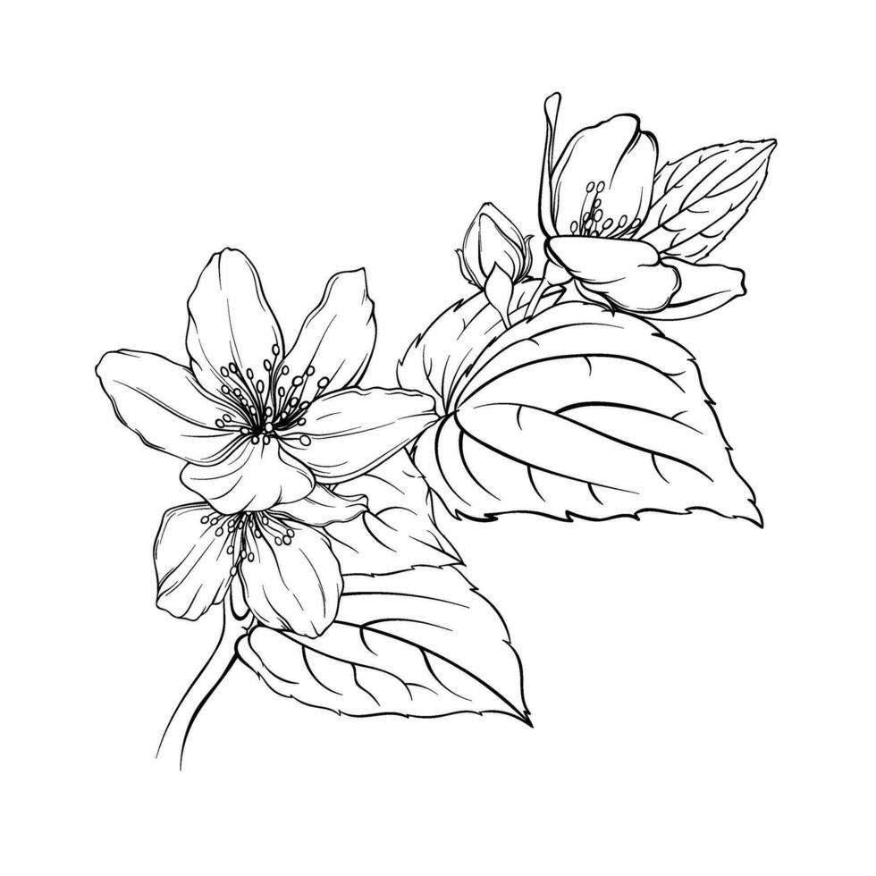 monochrome illustration of jasmine flowers, elegant fragrant flowers, delicate petals and leaves sketch vector