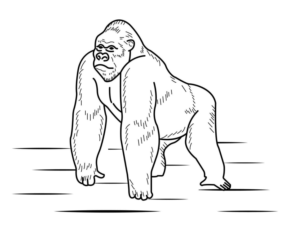 gorila vector ilustración modelo para colorante libro. dibujo lección para niños