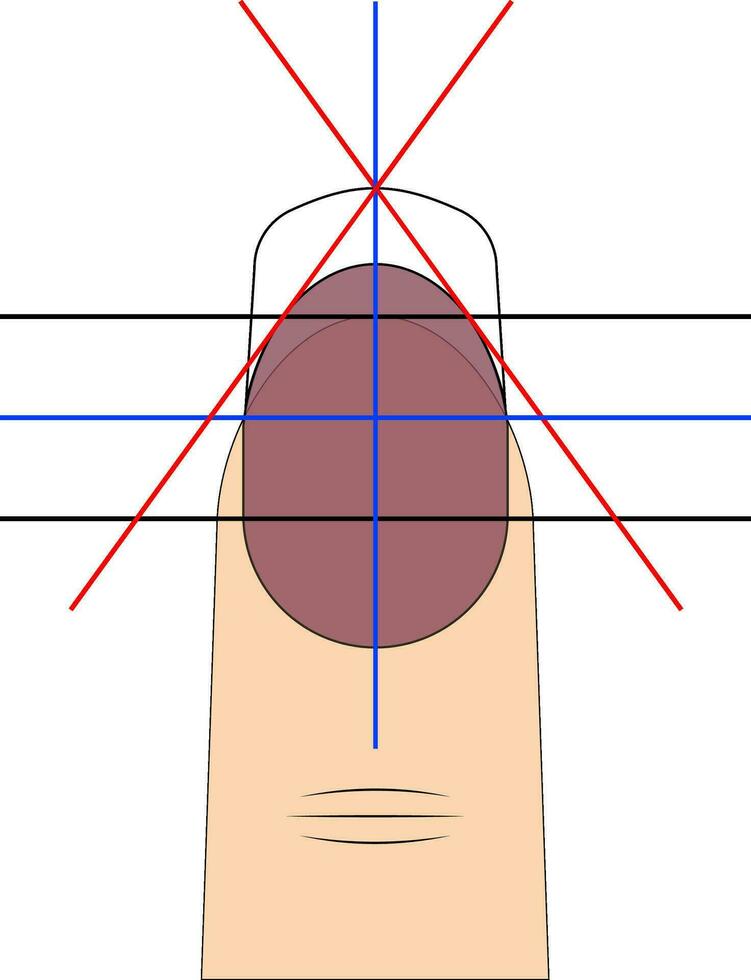Drawing diagram template to create fashionable nail shape manicure salon vector
