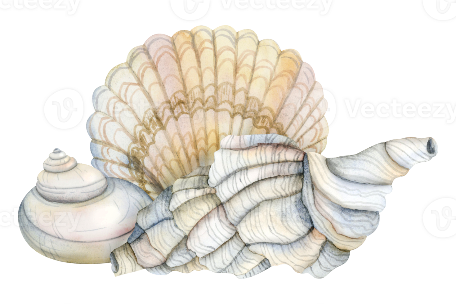 Watercolor conch spiral seashell with scallop shell illustration in light grey and beige colors for stickers and nautical designs. png