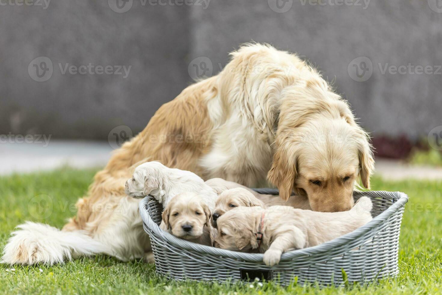 canino madre es tomando cuidado de su mullido cachorros foto