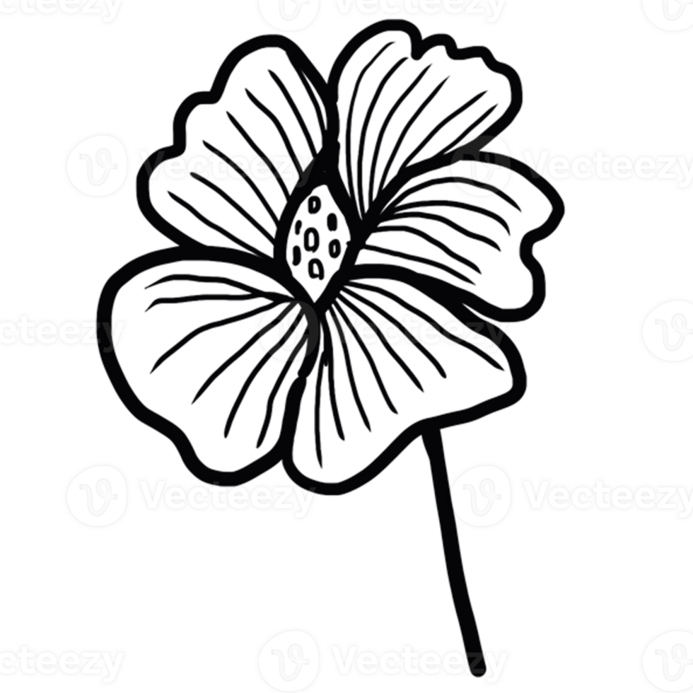 decoration decorative design different drawn eco elegance art png