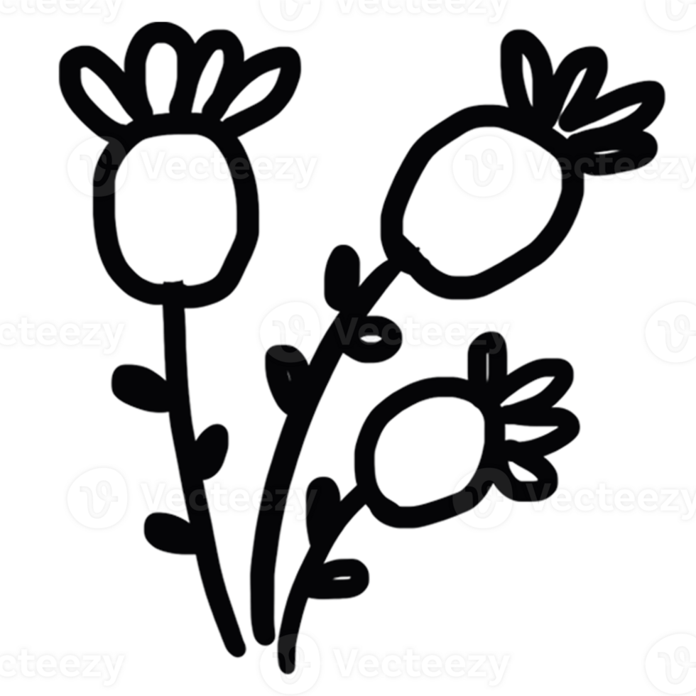 decoration decorative design different drawn eco elegance art png