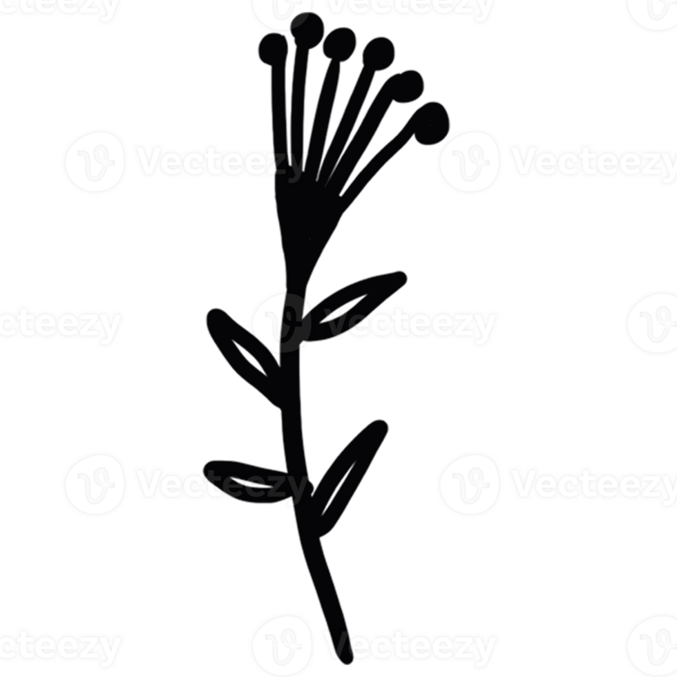 decoration decorative design different drawn eco elegance art png