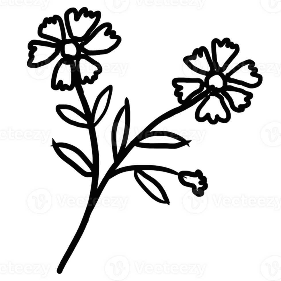 decoration decorative design different drawn eco elegance art png