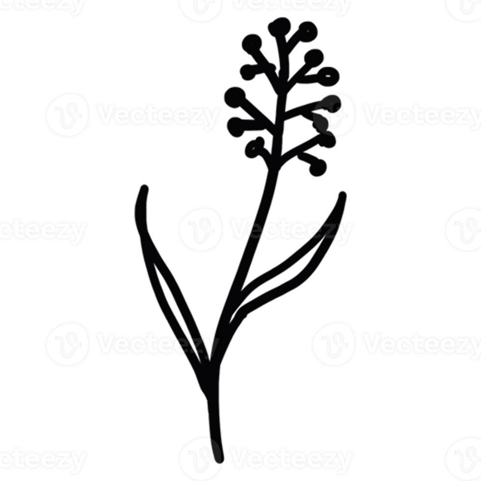 decoration decorative design different drawn eco elegance art png